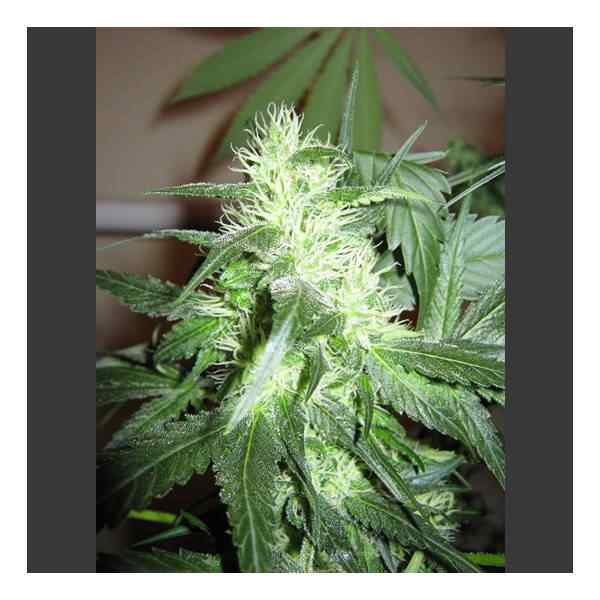 Ice Nirvana seed